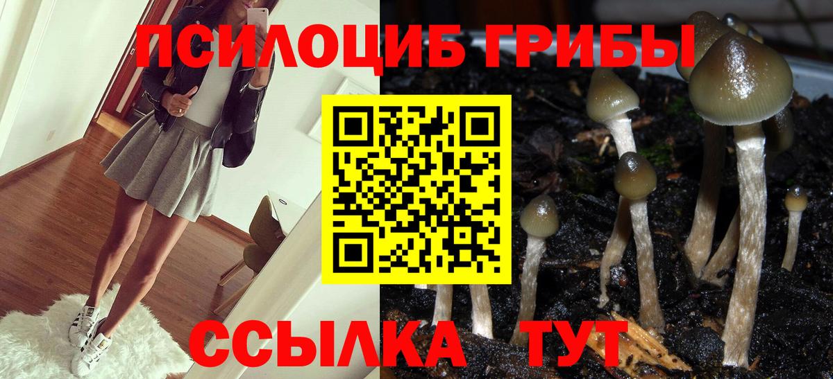 Псилоцибиновые грибы Psilocybe Киров